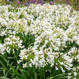 Agapanthe Umbelatum Blanc (x1)
